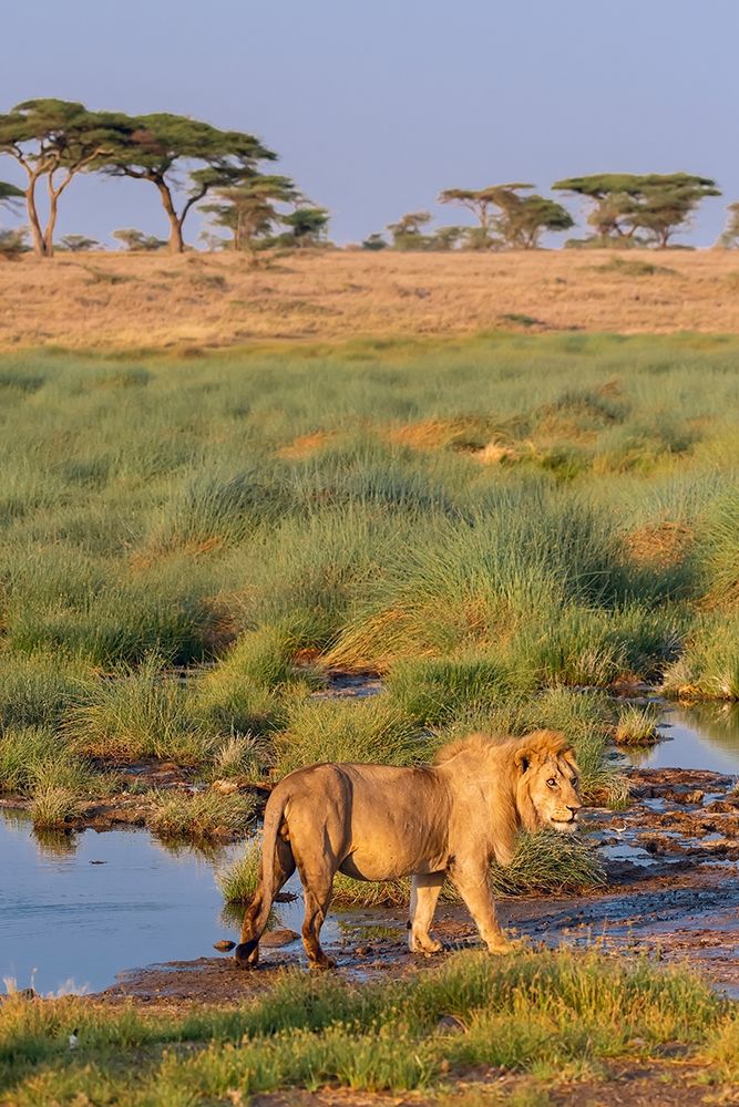 Africa-Tanzania-Serengeti National Park Male lion and water